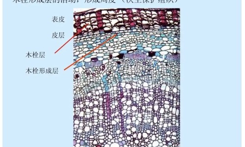 麻黄根根的功效与作用专区_黄麻根的作用专区_黄麻根功效网